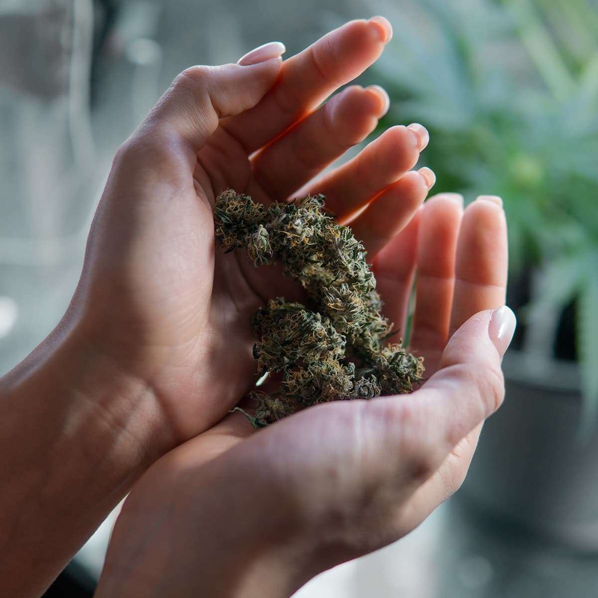 Marijuana THC buds in a Thai girl's hand